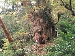 屋久島 縄文杉